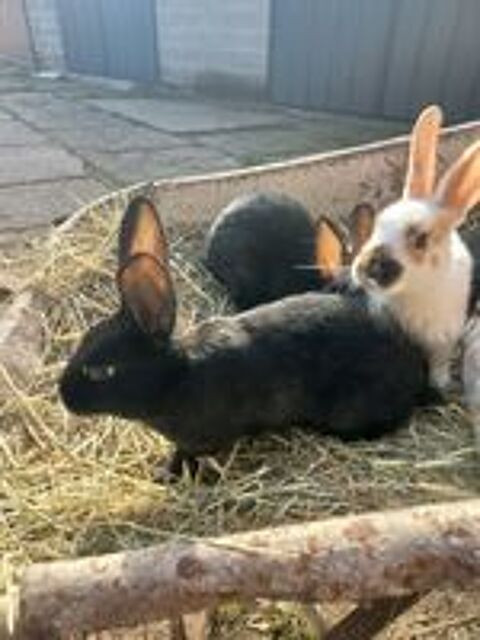   Adorables bébé lapins fermier disponible à adopter  