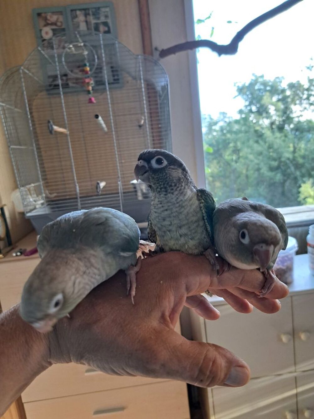   Conure molinae EAM 