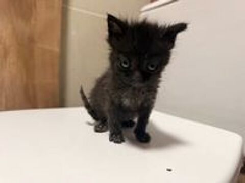   Chat LOKI à l adoption 