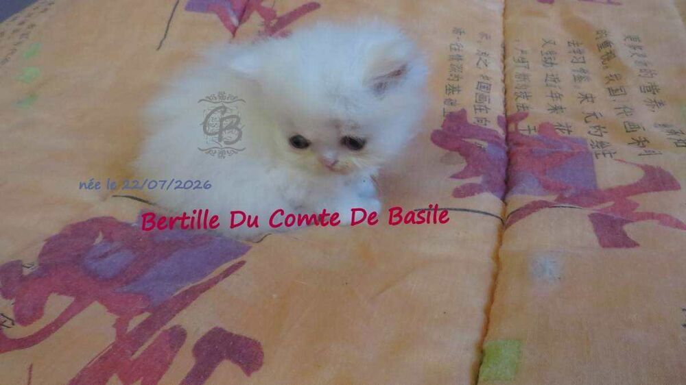   Chatons disponibles  