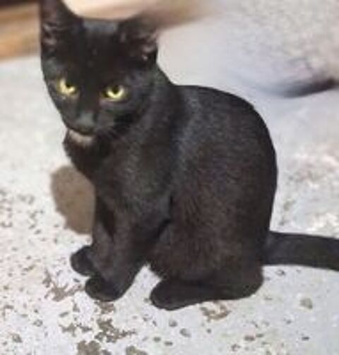   Petite panthère noire racée adorable 