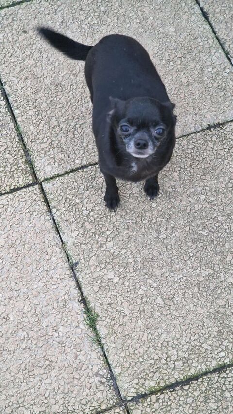 Chihuahua pl court bleue fonc&eacute;. 800 37120 Luz�