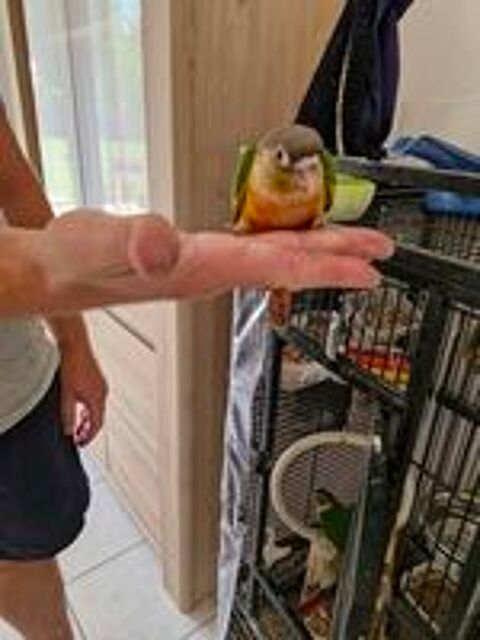   Conure de molinae apprivois  