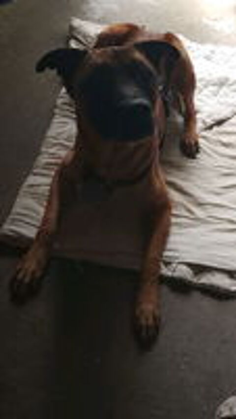   Don contre bon soin chien mâle de 5 ans castré et pucé, 