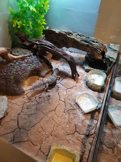 Terrarium gecko l&eacute;opard 250 34090 Montpellier