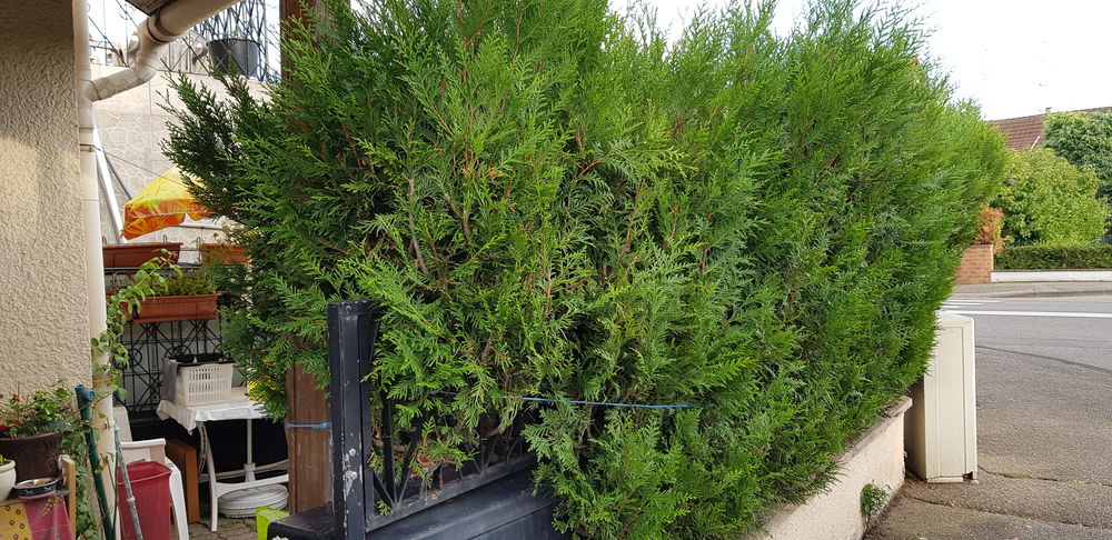 Cloture pour maison en Thuyas Jardin
