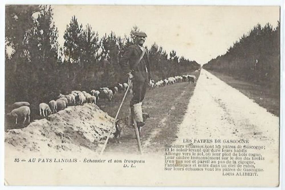 Au pays landais echassier et son troupeau 