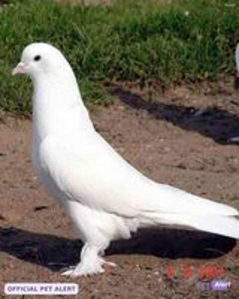   Pigeons Perdus  