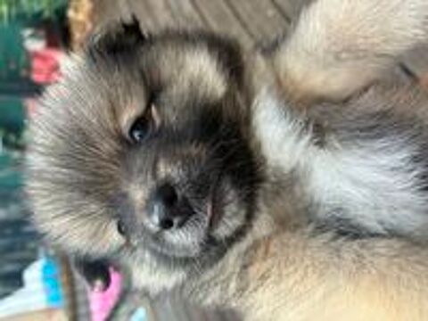   5 magnifiques Spitz nains 