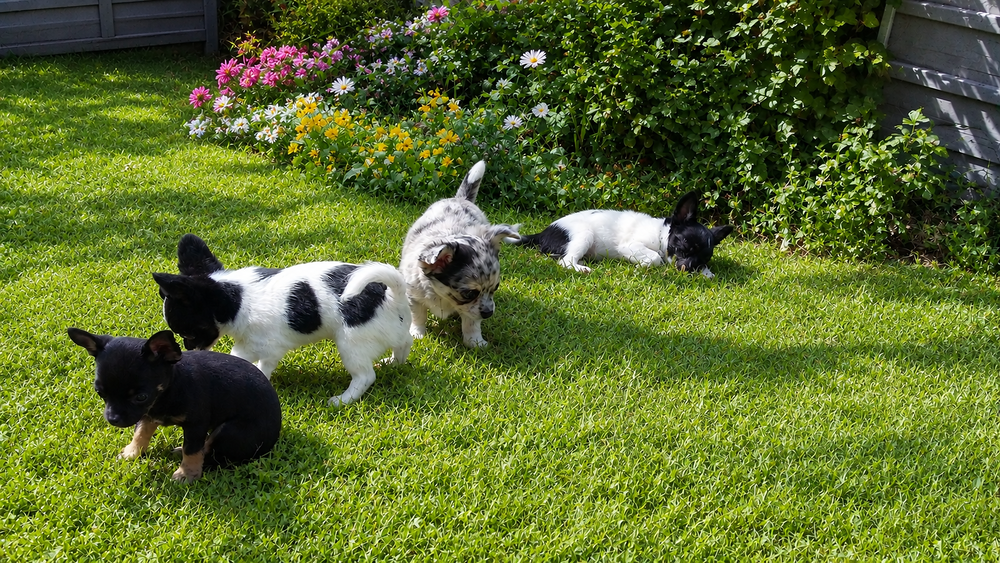   Disponibles chiots chihuahua poils longs 