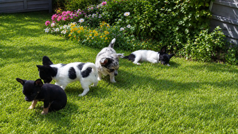 Disponibles chiots chihuahua poils longs 1450 22640 Plénée-jugon