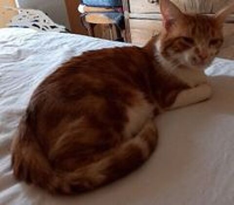   MIOSSEC CHAT TIGRE ROUX 8 ANS 