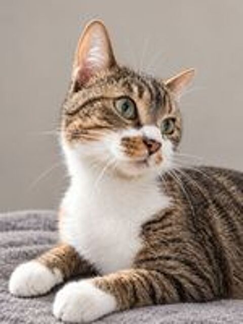   Mitsie, gentille chatte à adopter 