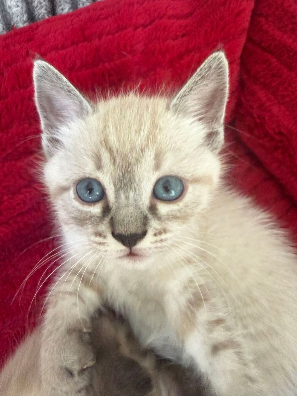   Chaton Ragdoll 
