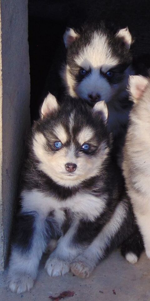 Pomsky Mini F4 aux Lign&eacute;es prestigieuses 1500 31800 Lodes