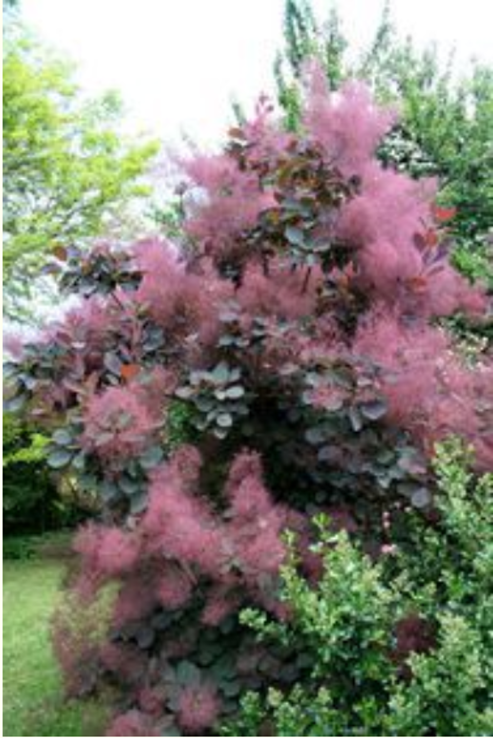 Arbre &agrave; Perruques Cotinus Coggygria "Royal Purpple" 130 cm Jardin