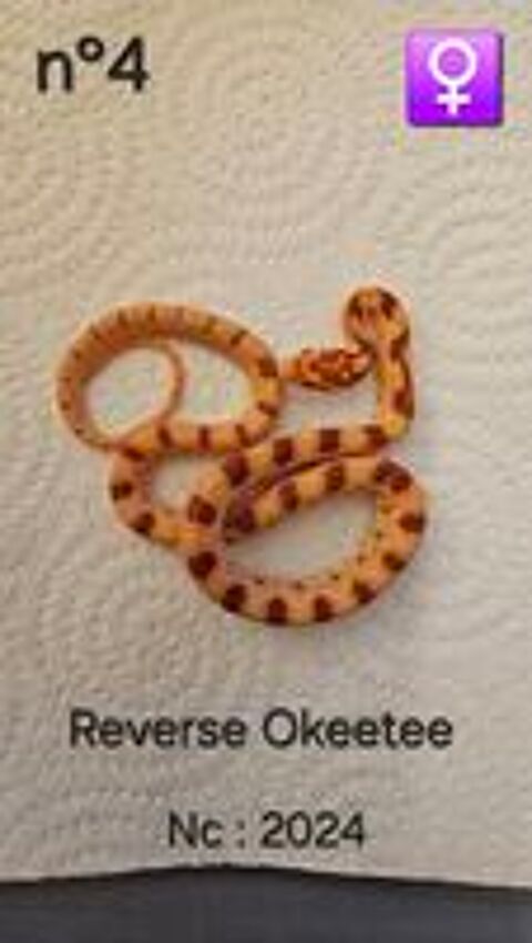   Pantherophis guttatus 
