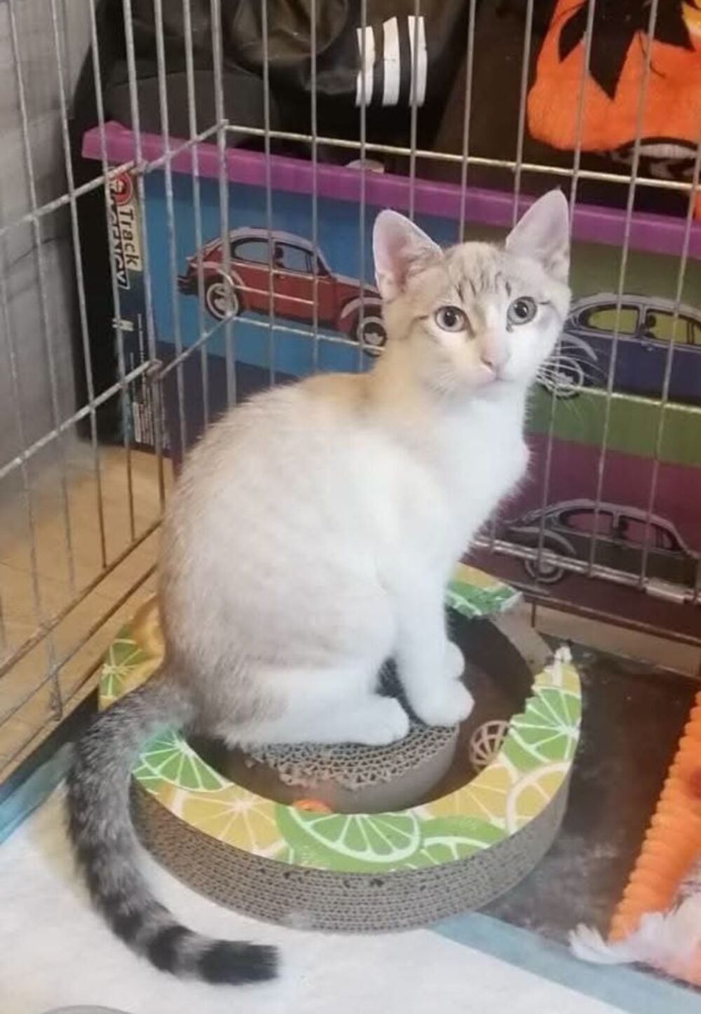   Chaton FRIMOUSSE 