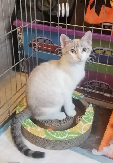 Chaton FRIMOUSSE 170 67360 Oberdorf-spachbach
