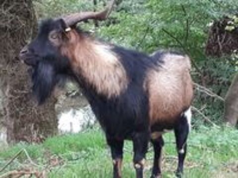   Titan, bouc type alpin à adopter 