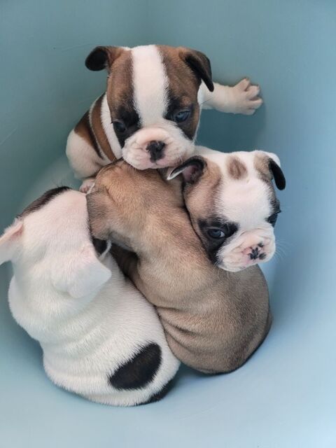 BOULEDOGUE FRANCAIS LOF  à réservé  1800 34350 Vendres