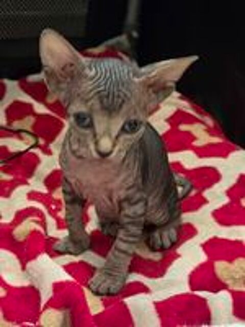   Chatons sphynx
