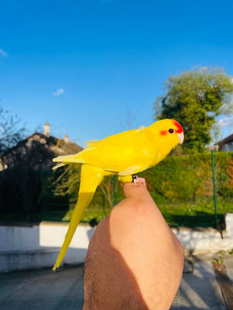 Tr&egrave;s Beaux Kakariki EAM Bien Apprivoiser Bleu et lutino 100 94450 Limeil-br�vannes