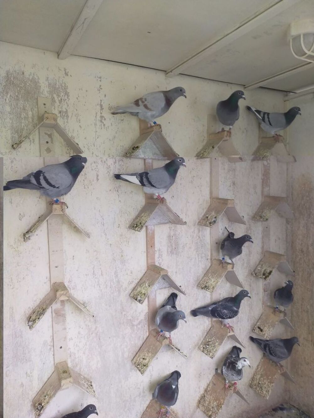   Pigeon voyageur 