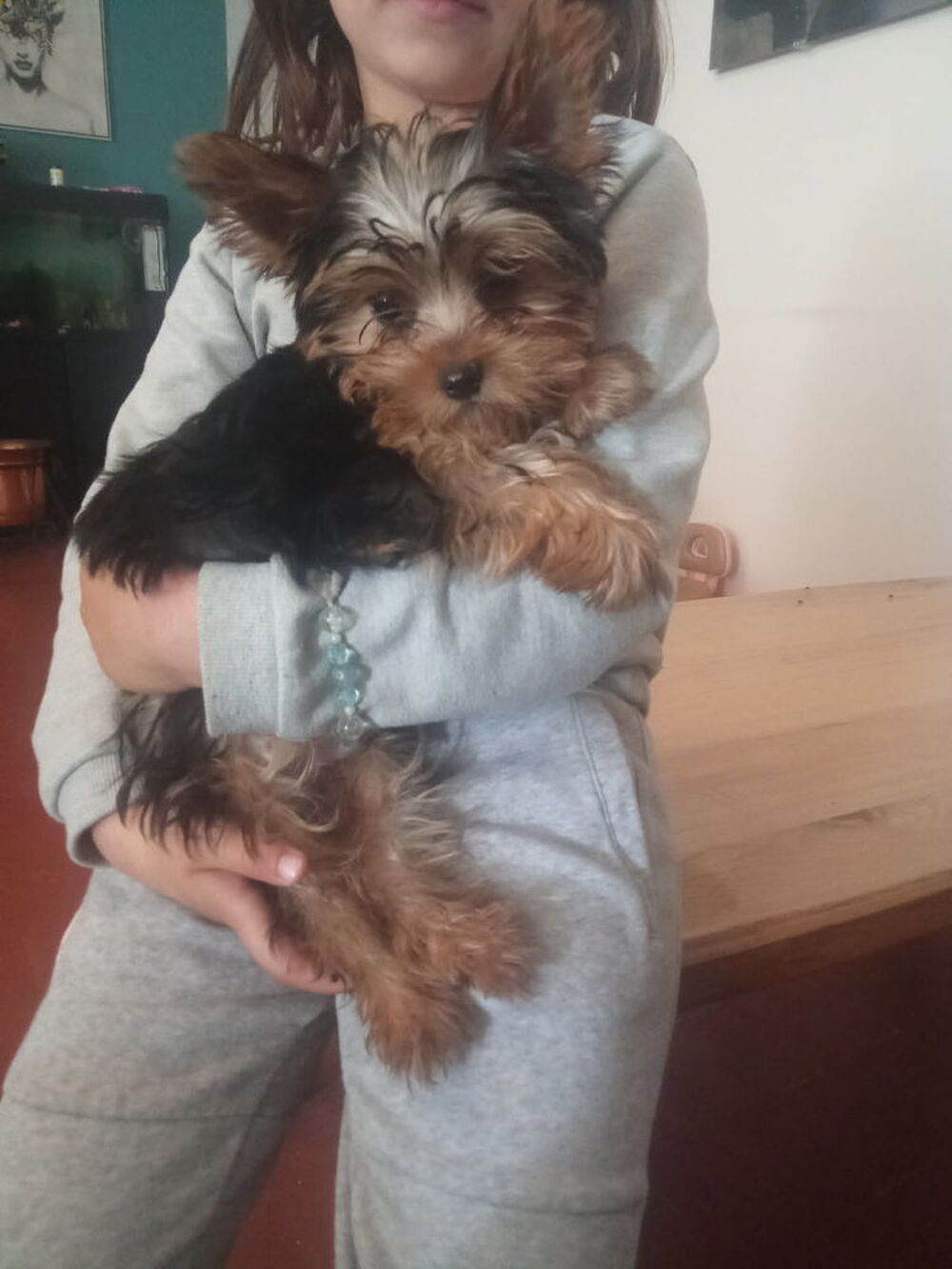   À réserver ? Magnifique chiot mâle typé Yorkshire 