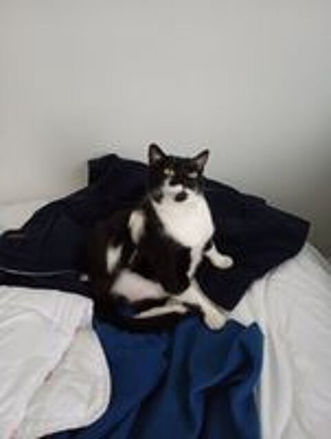   CHAT ADULTE à donner (0E)
cherche une bonne famille 
