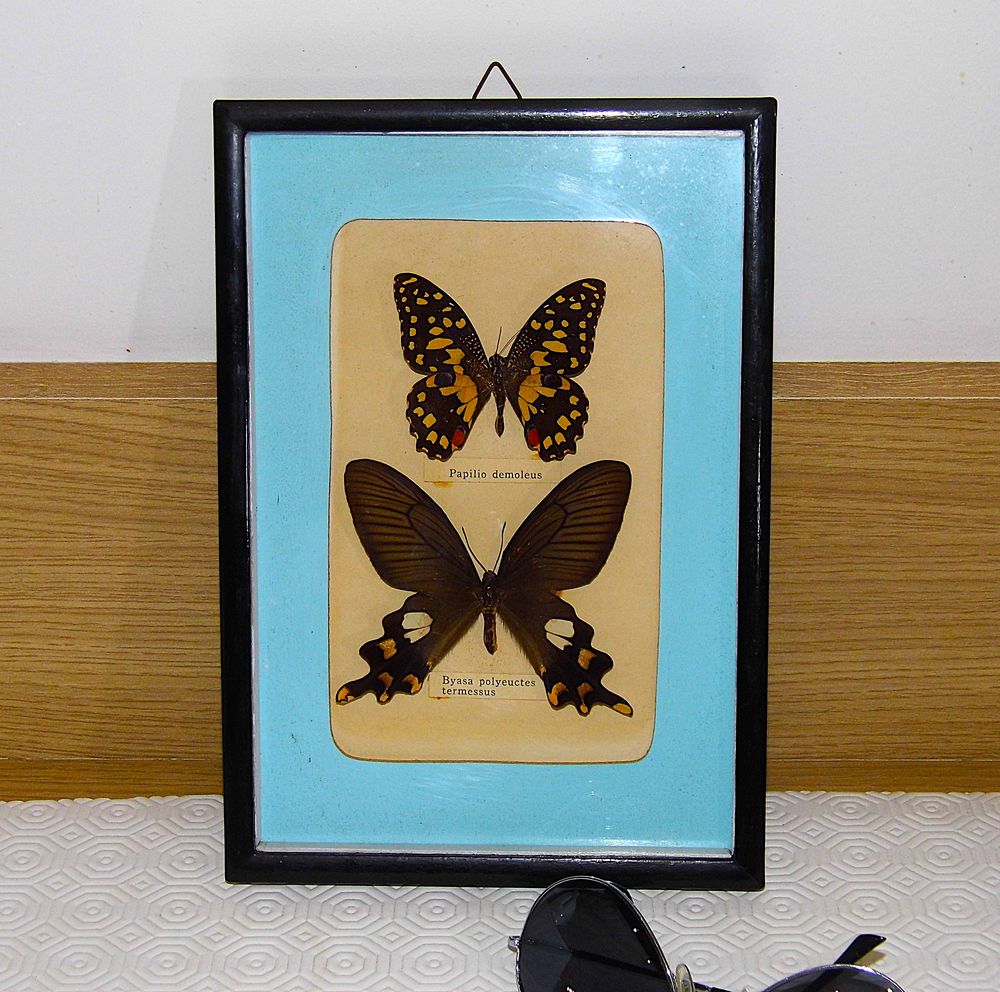 Cadre papillons sous verre collection Taxidermie 