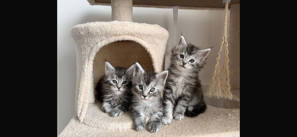   Chatons Mâles Maine Coon  
