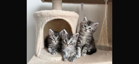Chatons M&acirc;les Maine Coon 1200 81800 Rabastens