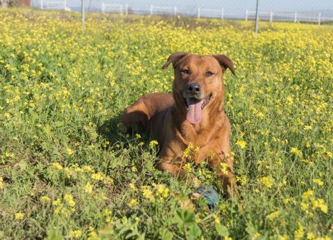 TAYSON 350 27620 Gasny