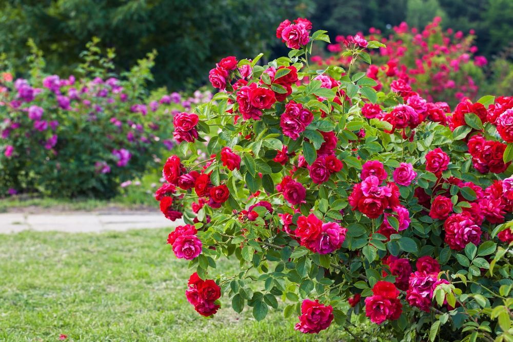 rosiers buissons Jardin