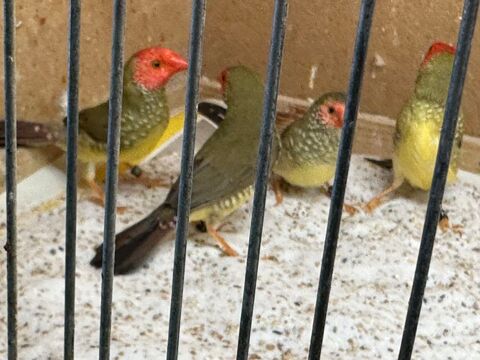 Oiseaux exotiques 
65 93420 Villepinte