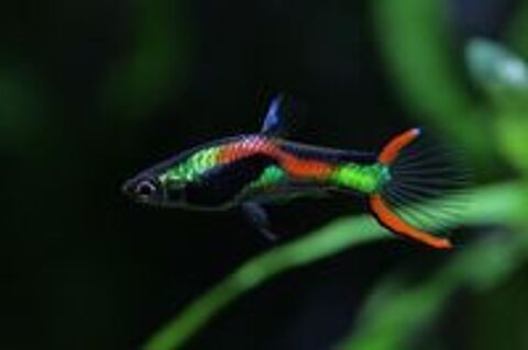   Poisson Guppy pour aquarium eau chaude 
