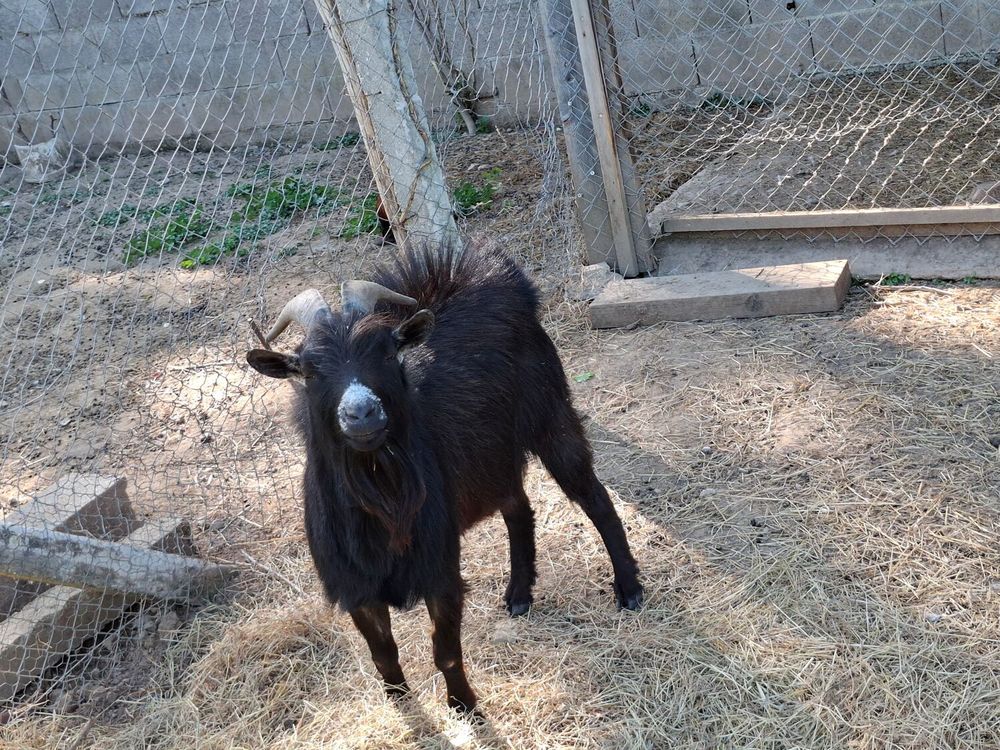   Bouc 
