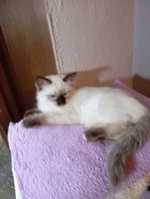   Chatons Ragdoll 