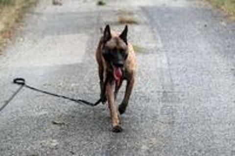   THYRION, magnifique Malinois à adopter via l'association UMA 