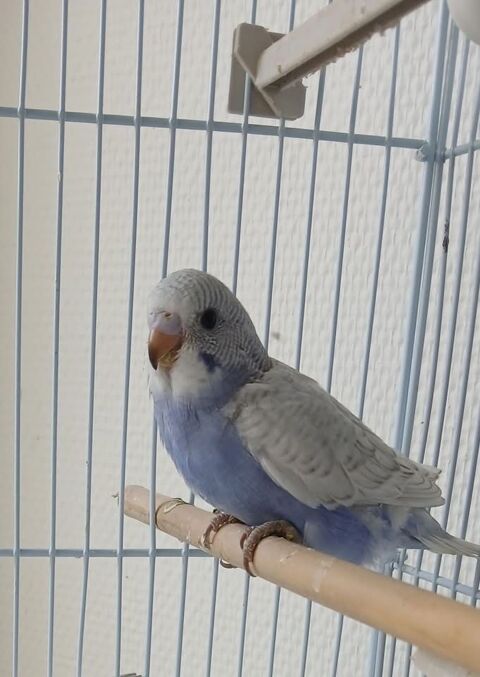 Perruche Ondul&eacute;e EAM 30 13015 Marseille