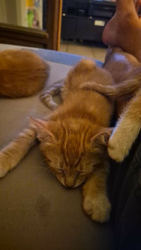 Chatons &agrave; donner 0 13580 La fare-les-oliviers
