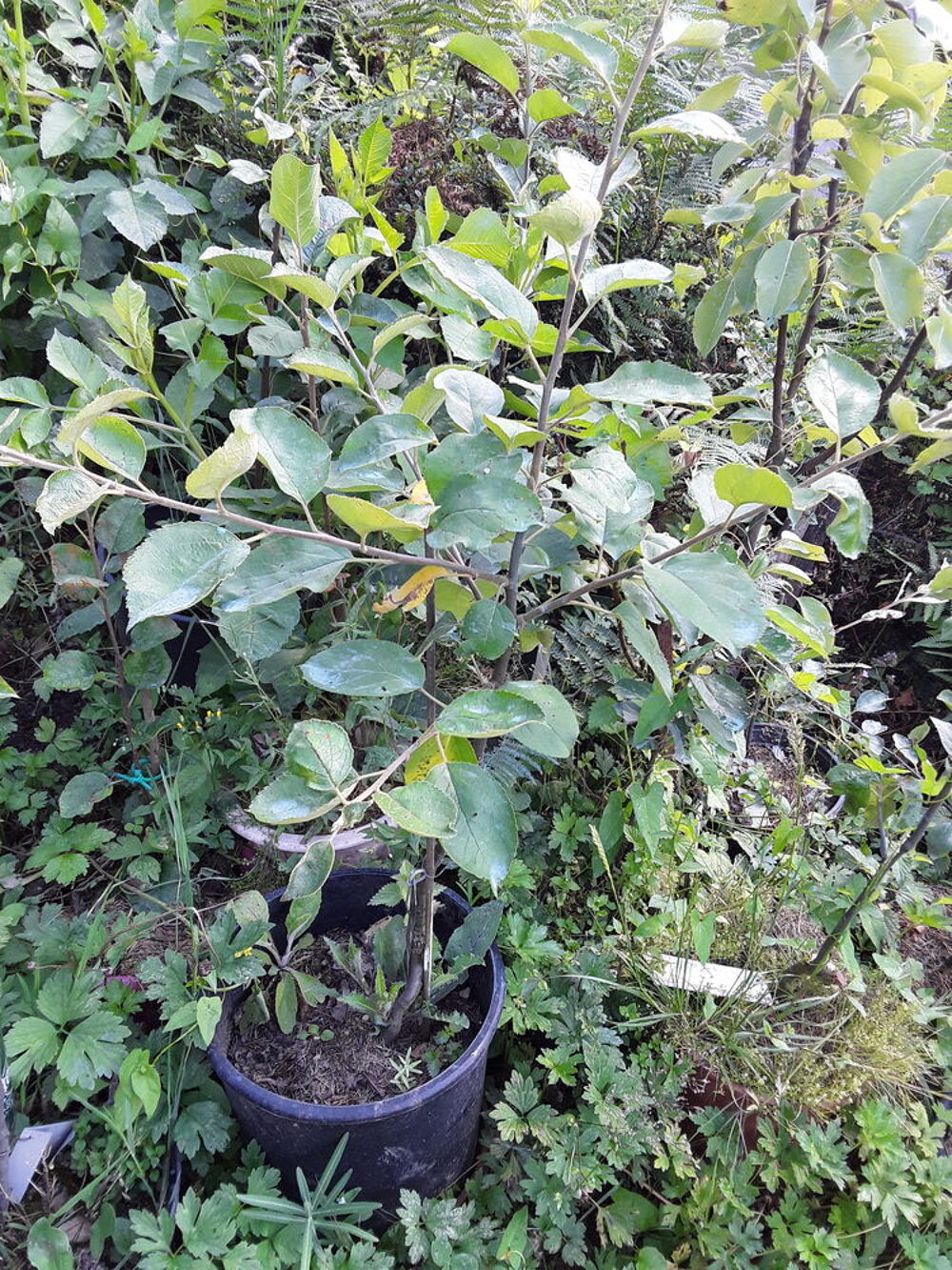 Pommier poirier Jardin