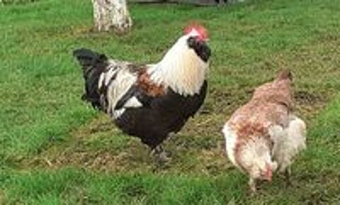    poules et coq  faverolles allemande pure race 