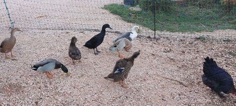 
couple canard colvert + couple coureur indien  60 83136 Forcalqueiret