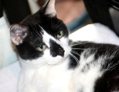 LILO CHAT NOIR & BLANC 5 ANS 1/2 195 92260 Fontenay-aux-roses