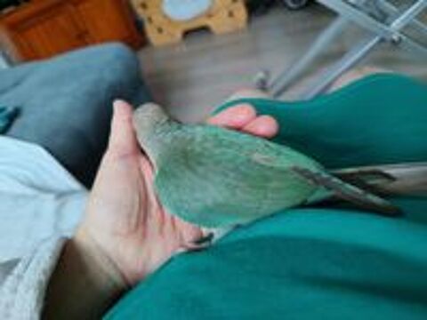   Jeune conure turquoise facteur violet eam 