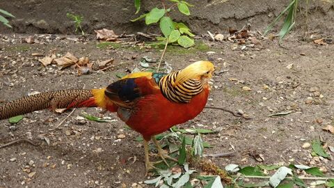 Faisan Dor&eacute; 80 92700 Colombes