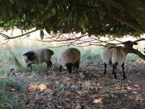   Agneau suffolk  