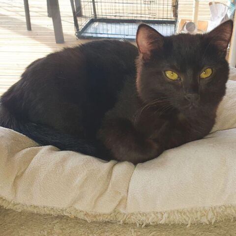 NEKO 180 38840 Saint-bonnet-de-chavagne